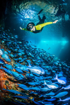 Snorkel at the Poor Knights Islands